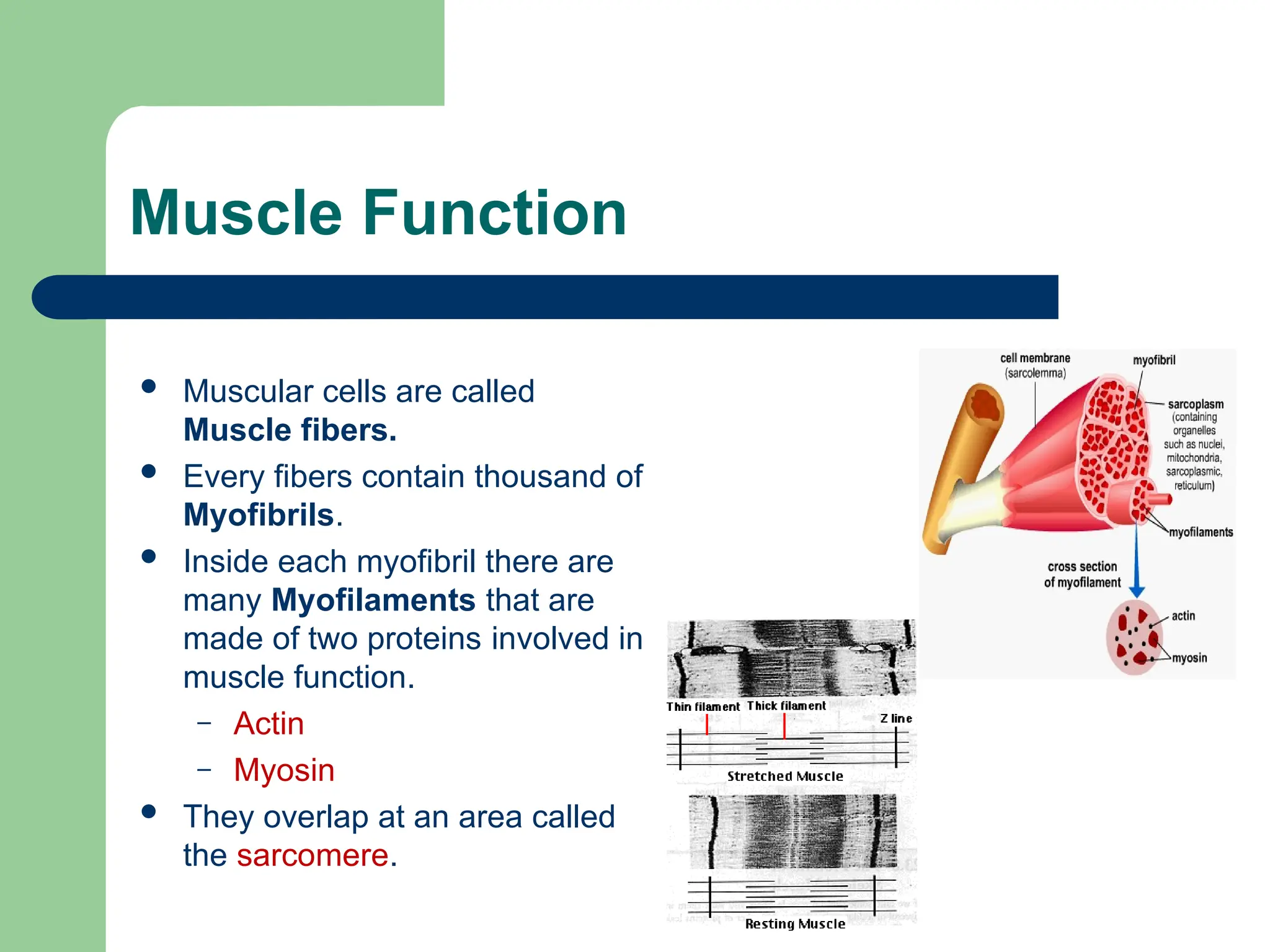 Muscle Function
 Muscular cells are called
Muscle fibers.
 Every fibers contain thousand of
Myofibrils.
 Inside each myofibril there are
many Myofilaments that are
made of two proteins involved in
muscle function.
– Actin
– Myosin
 They overlap at an area called
the sarcomere.
 