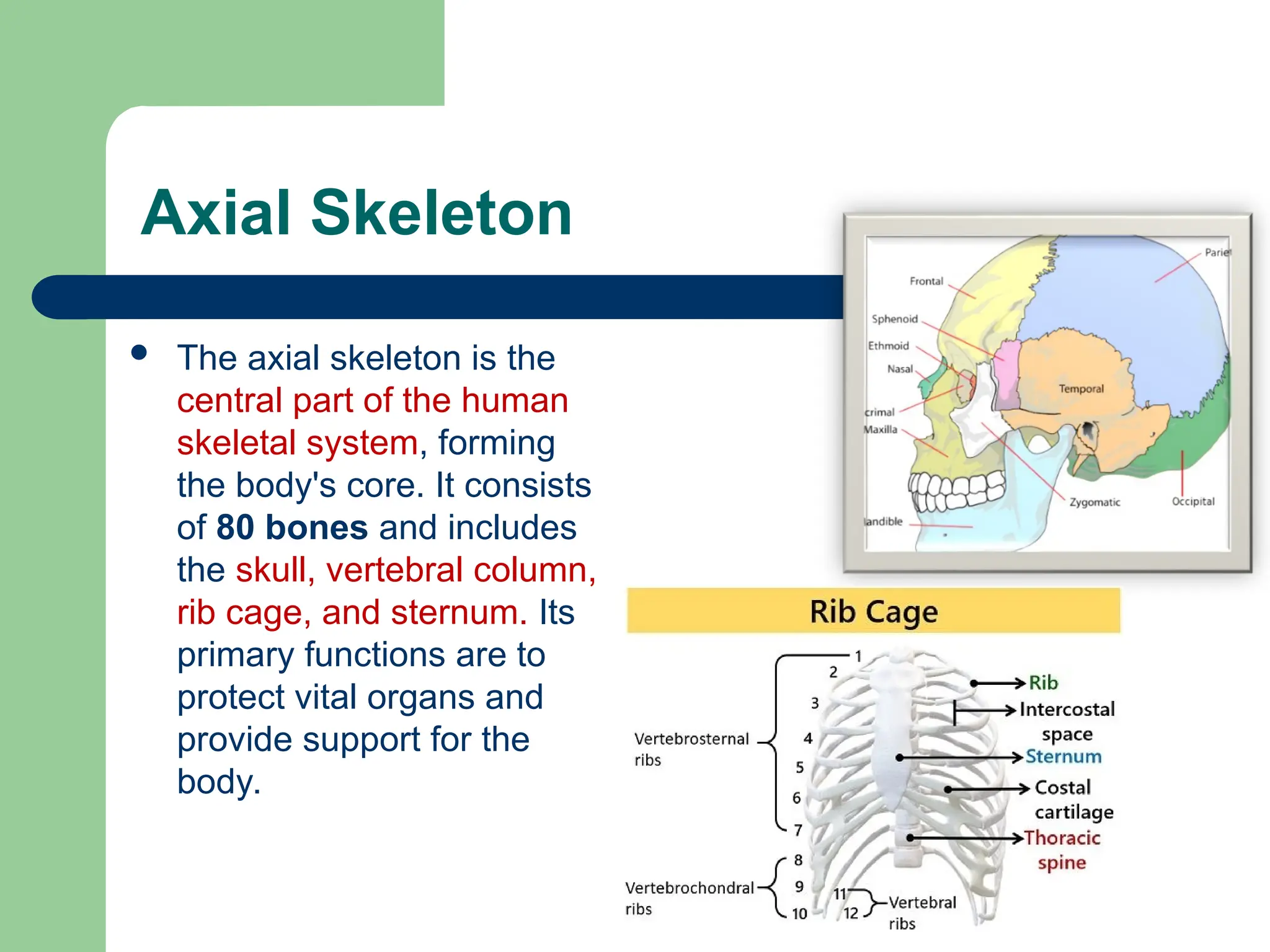Axial Skeleton
 The axial skeleton is the
central part of the human
skeletal system, forming
the body's core. It consists
of 80 bones and includes
the skull, vertebral column,
rib cage, and sternum. Its
primary functions are to
protect vital organs and
provide support for the
body.
 