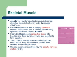 Anatomy & Physiology of MSK (Basics).ppt