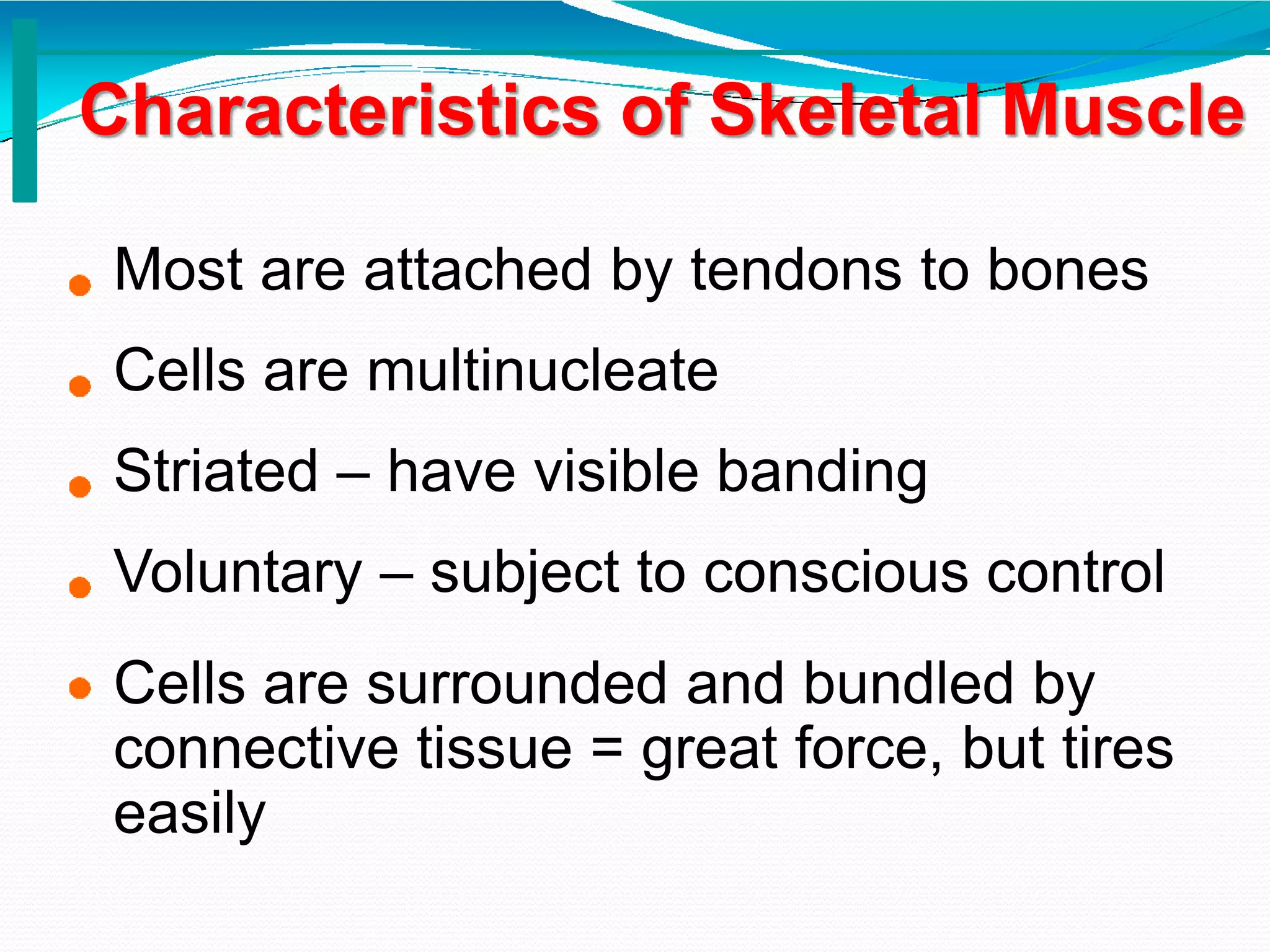 ANATOMY & PHYSIOLOGY OF MUSCULAR SYSTEM.ppt