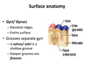 Anatomy & Physiology of Nervous System.pptx