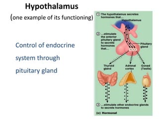 Anatomy & Physiology of Nervous System.pptx