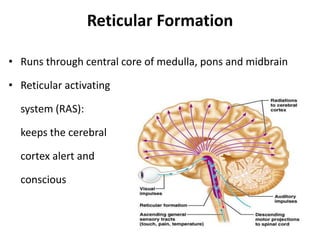 Anatomy & Physiology of Nervous System.pptx