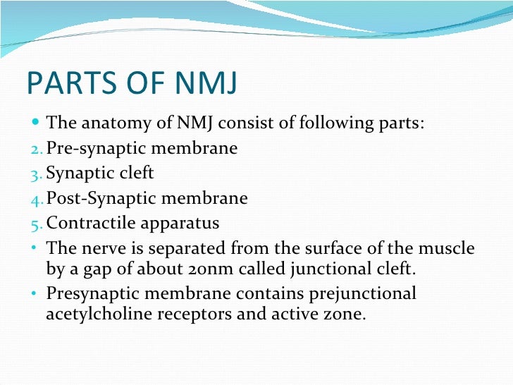 Anatomy Physiology Of Neuromuscular Junction Monitoring
