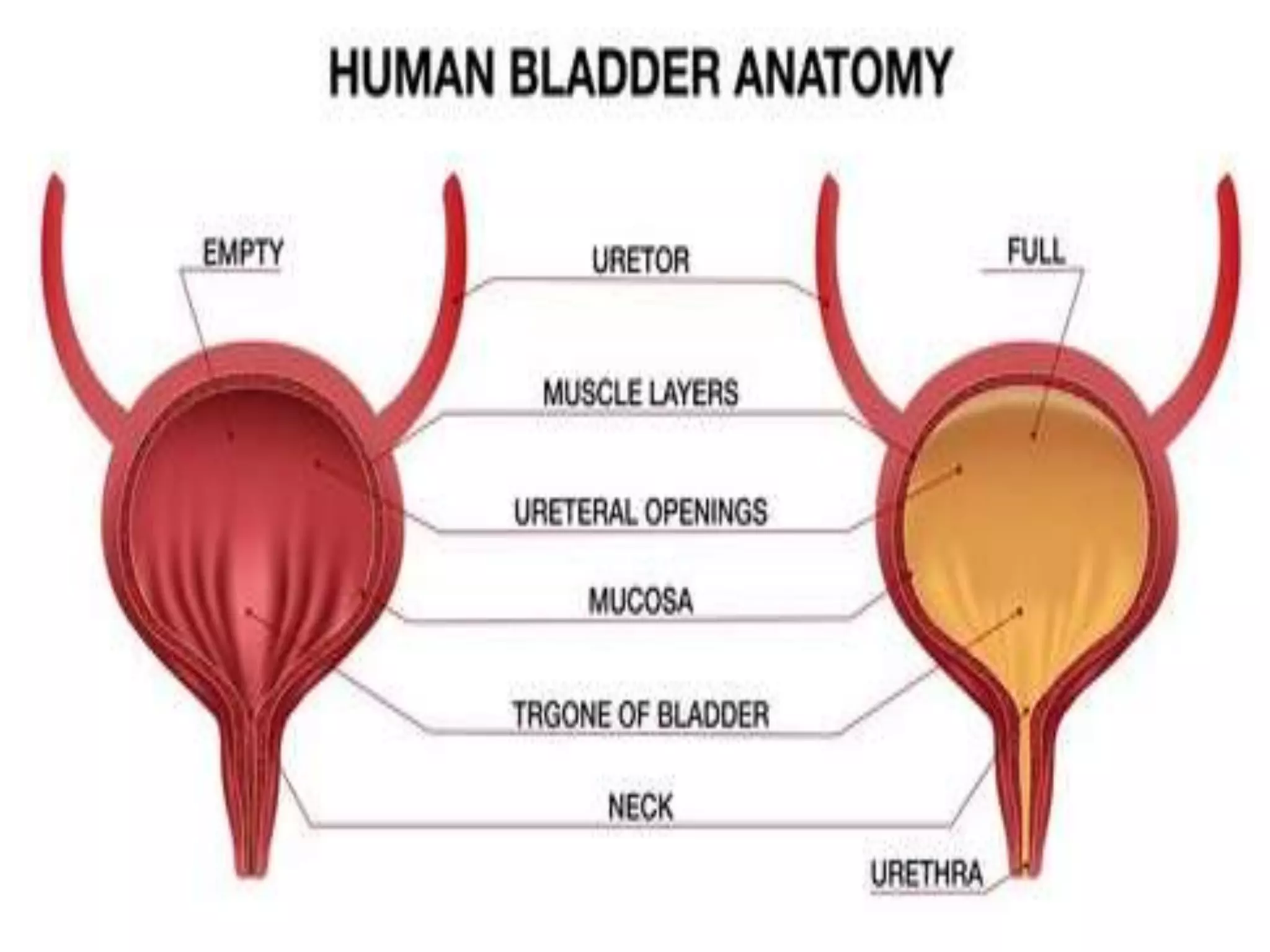 Anatomy & Physiology of Renal System.pptx Biology Diagrams