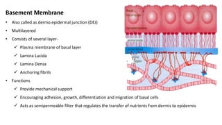 Anatomy & physiology of skin | PPTX