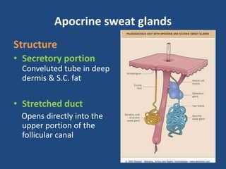 Anatomy & physiology of sweat glands, sebaceous | PPTX