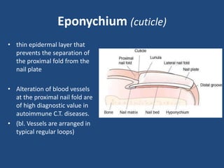 Anatomy & physiology of sweat glands, sebaceous | PPTX