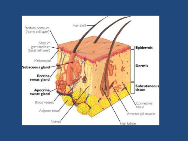 eccrine sweat glands