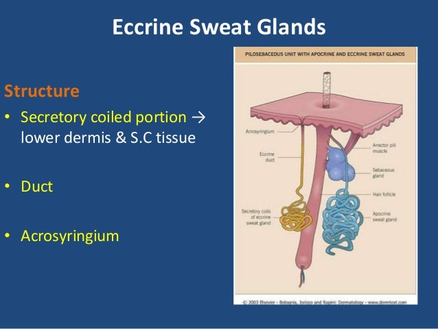 Anatomy And Physiology Of Sweat Glands Sebaceous