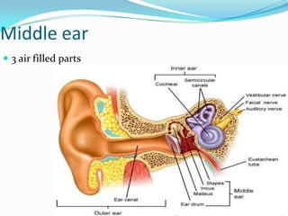 Middle ear 3 air filled parts
