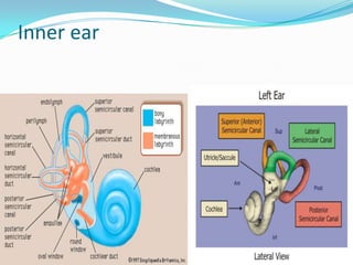 Inner ear
