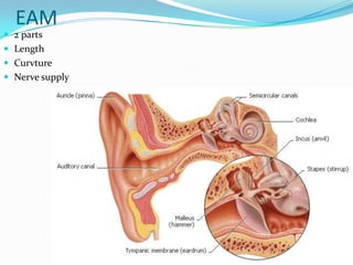 EAM2 partsLengthCurvtureNerve supply