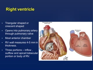 anatomy & physiology of the heart.pptx