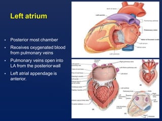 anatomy & physiology of the heart.pptx