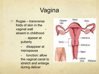 Anatomy & Physiology of the Male and Female.pptx