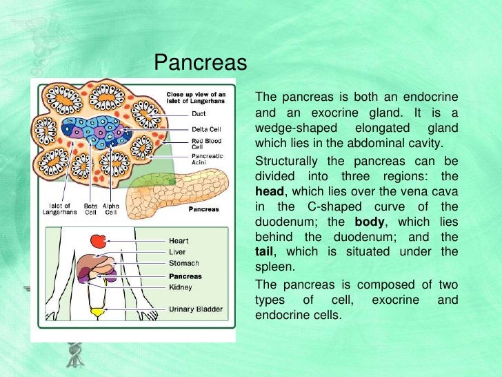 Anatomy & Physiology Of The Pancreas (Dm)