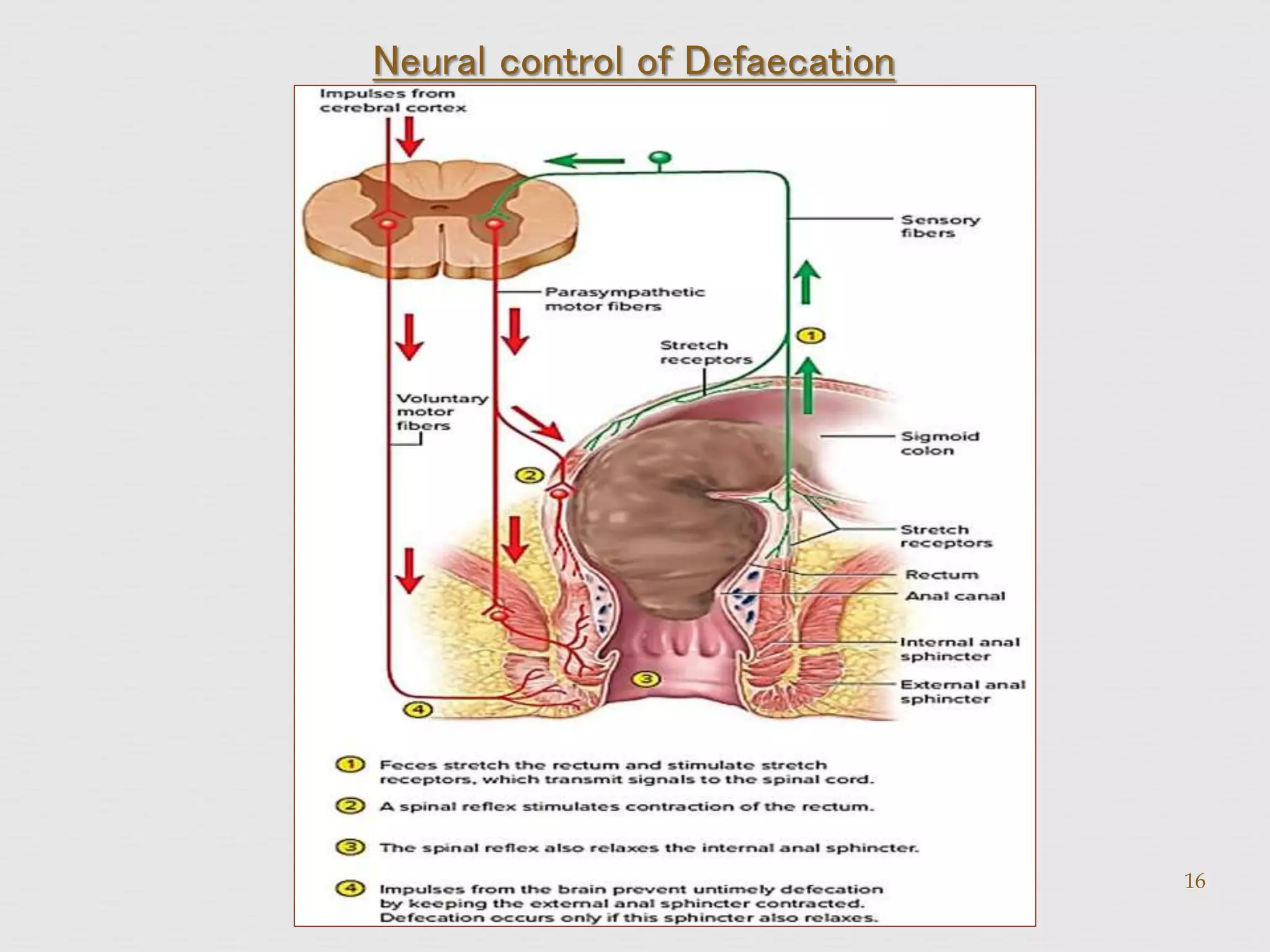 Anatomy & Physiology of the Rectum.pptx