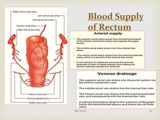 Rectate Clot Anatomy & Physiology of the Rectum.pptx