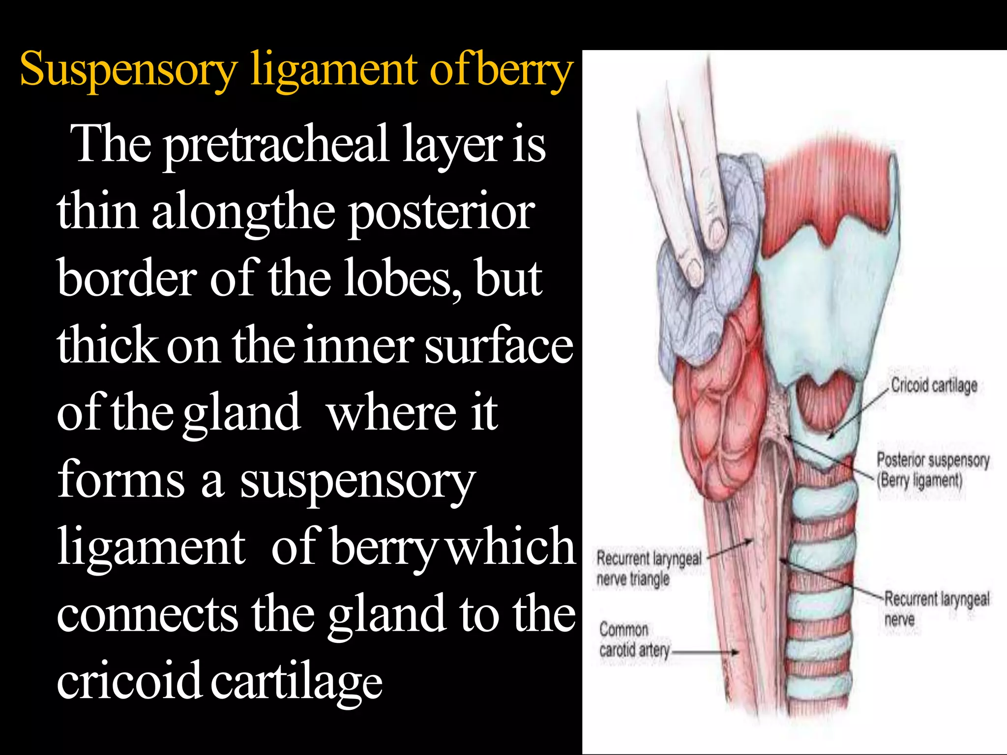 anatomyphysiologyofthyroidgland-190310153340.pptx