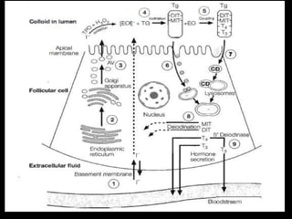 Anatomy & physiology of thyroid gland | PPTX
