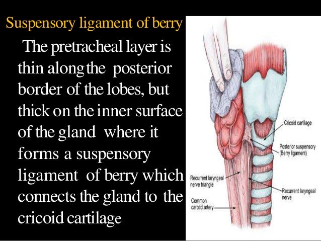 Anatomy Physiology Of Thyroid Gland Anatomy Physiology Of Thyroid Gland