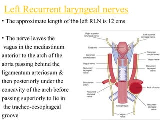 Left Rln Path anatomyphysiologyofthyroidgland in humans.pptx