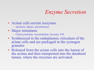 Anatomy physiology pancreas.pptx