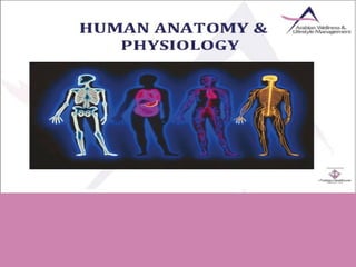 Anatomy &amp; physiology pp t