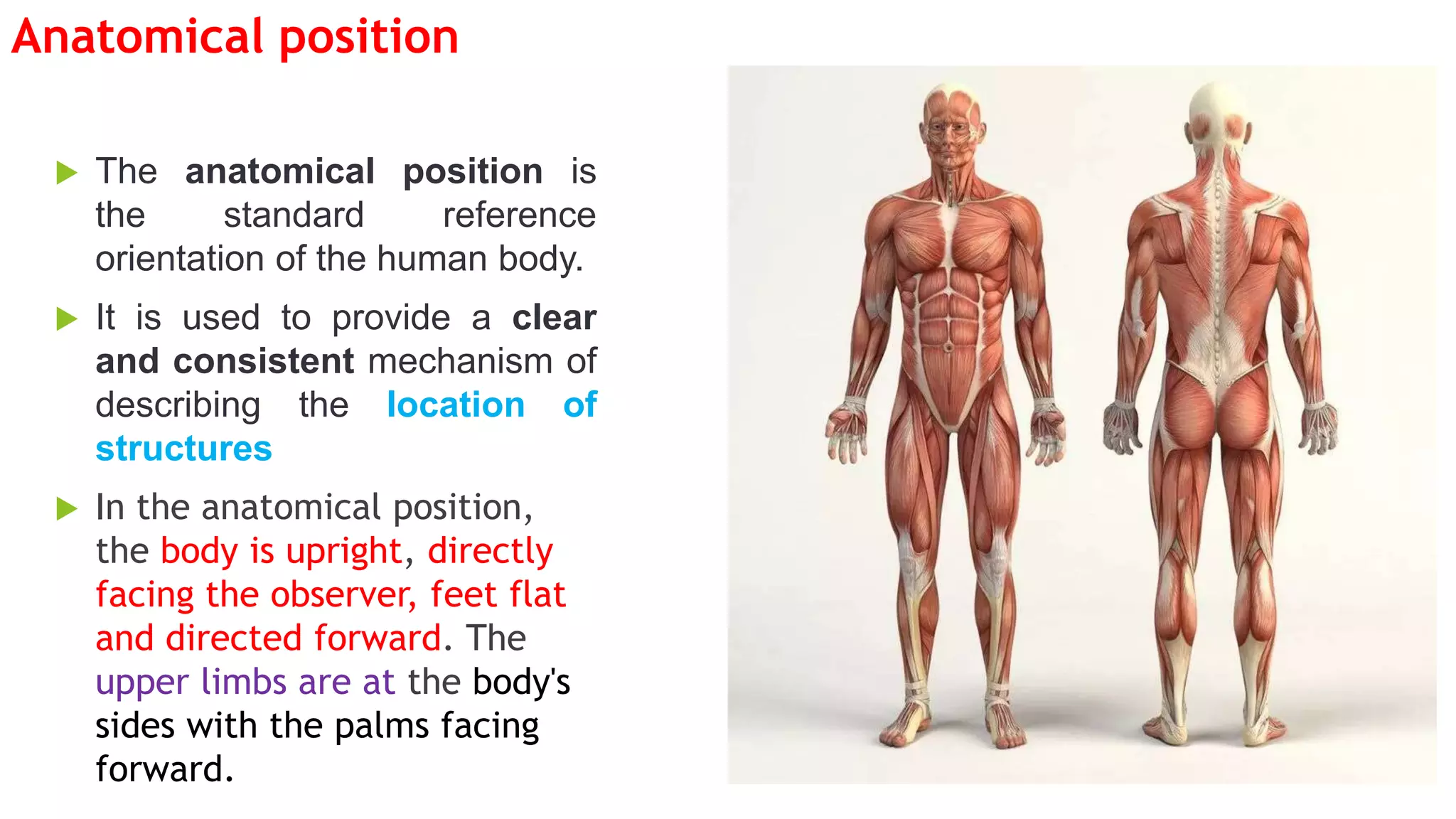 Anatomy (planes and Terms).pptx