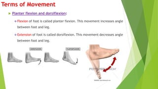 Terms of Movement
 Planter flexion and dorsiflexion:
 Flexion of foot is called planter flexion. This movement increases angle
between foot and leg.
 Extension of foot is called dorsiflexion. This movement decreases angle
between foot and leg.
 