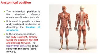 Anatomical position
 The anatomical position is
the standard reference
orientation of the human body.
 It is used to provide a clear
and consistent mechanism of
describing the location of
structures
 In the anatomical position,
the body is upright, directly
facing the observer, feet flat
and directed forward. The
upper limbs are at the body's
sides with the palms facing
forward.
 