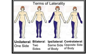Anatomy (planes and  Terms).pptx