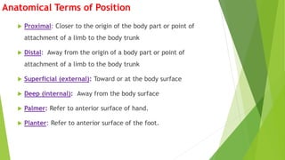 Anatomical Terms of Position
 Proximal: Closer to the origin of the body part or point of
attachment of a limb to the body trunk
 Distal: Away from the origin of a body part or point of
attachment of a limb to the body trunk
 Superficial (external): Toward or at the body surface
 Deep (internal): Away from the body surface
 Palmer: Refer to anterior surface of hand.
 Planter: Refer to anterior surface of the foot.
 