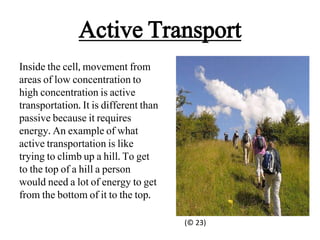 Active Transport
Inside the cell, movement from
areas of low concentration to
high concentration is active
transportation. It is different than
passive because it requires
energy. An example of what
active transportation is like
trying to climb up a hill. To get
to the top of a hill a person
would need a lot of energy to get
from the bottom of it to the top.

                                       (© 23)
 