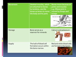 Anatomy powerpoint | PPTX