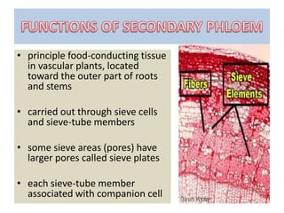 • principle food-conducting tissue
in vascular plants, located
toward the outer part of roots
and stems
• carried out through sieve cells
and sieve-tube members
• some sieve areas (pores) have
larger pores called sieve plates
• each sieve-tube member
associated with companion cell