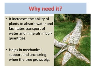 • It increases the ability of
plants to absorb water and
facilitates transport of
water and minerals in bulk
quantities.
• Helps in mechanical
support and anchoring
when the tree grows big.