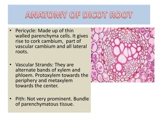 • Pericycle: Made up of thin
walled parenchyma cells. It gives
rise to cork cambium, part of
vascular cambium and all lateral
roots.
• Vascular Strands: They are
alternate bands of xylem and
phloem. Protoxylem towards the
periphery and metaxylem
towards the center.
• Pith: Not very prominent. Bundle
of parenchymatous tissue.