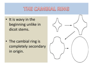 • It is wavy in the
beginning unlike in
dicot stems.
• The cambial ring is
completely secondary
in origin.