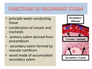 • principle water-conducting
tissue
• combination of vessels and
tracheids
• primary xylem derived from
procambium
• secondary xylem formed by
vascular cambium
• wood made of accumulated
secondary xylem
