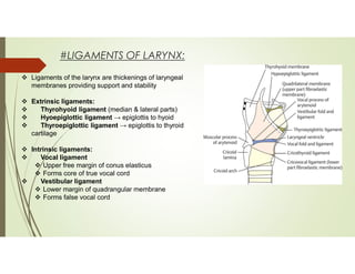 Comprehensive Anatomy and Physiology of the Larynx: Structure, Function ...