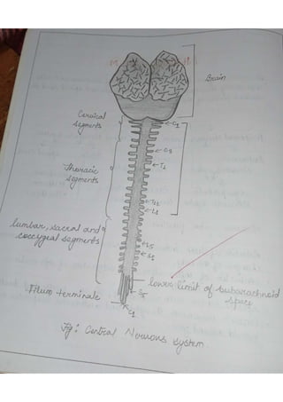 Anatomy practical copy | PDF