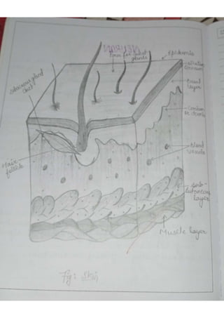 Anatomy practical copy | PDF