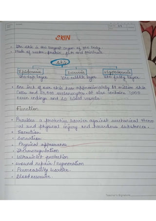 Anatomy practical copy | PDF