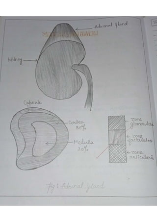 Anatomy practical copy | PDF