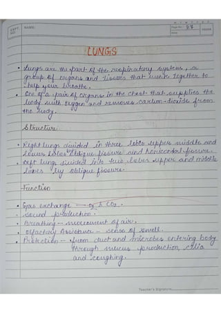 Common Practical Copy Anatomy practical copy | PDF