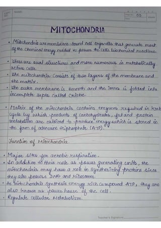 Anatomy practical copy | PDF