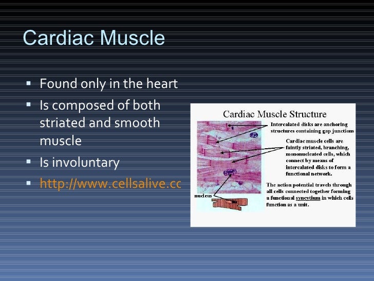 Science Olympiad Anatomy vrogue.co