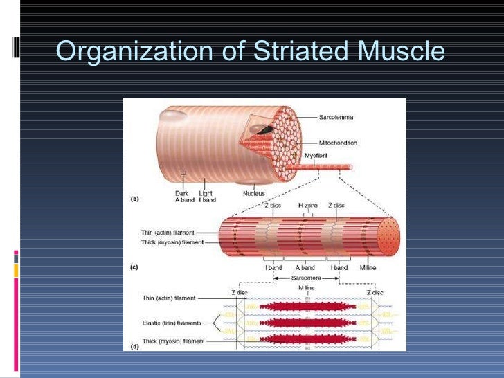 Science Olympiad Anatomy